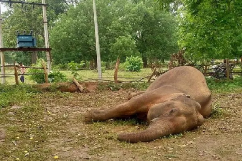 झापामा हात्ती मृत भेटियो