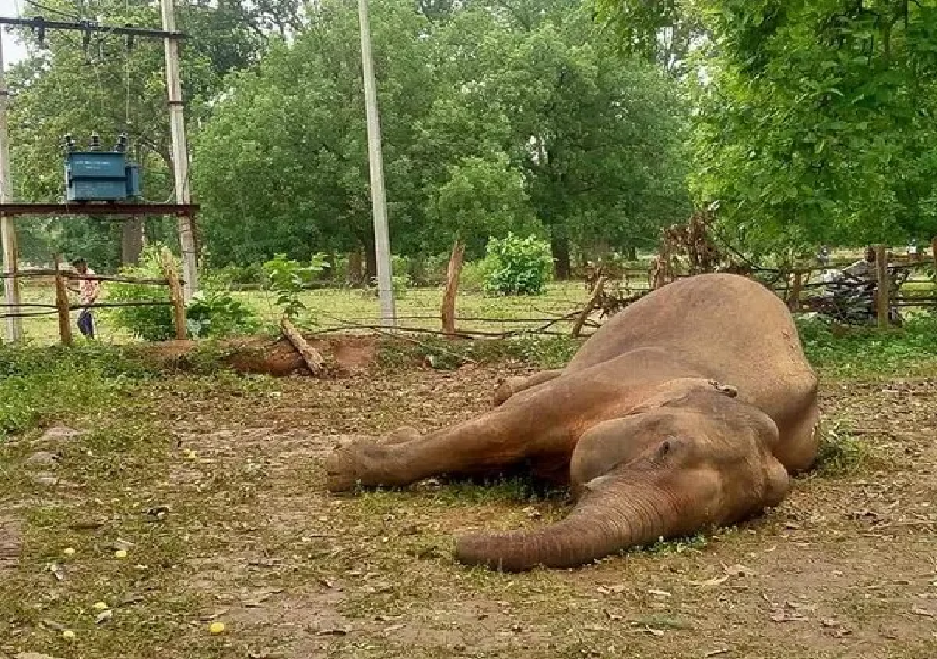 मृत हात्ती , dead elephant