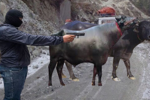 दुई वटा भैंसी चोरी गरेर भाग्दै गरेका युवा हतियारसहित पक्राउ