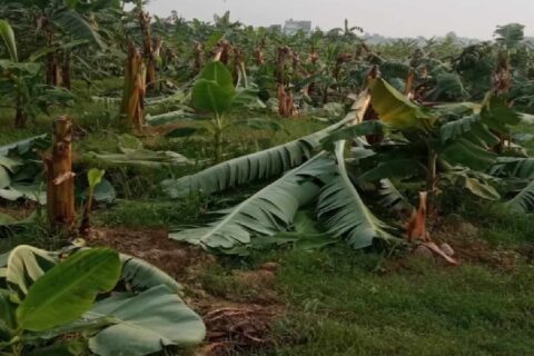 चितवनमा केराखेती नष्ट गर्ने चार जना बालकहरु पक्राउ