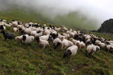 जुम्लामा भालुले लखेट्दा भीरबाट लडेर दाजुभाइका ७० वटा भेडा मरे
