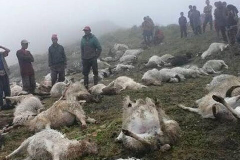 जुम्लामा चट्याङ लागेर एक जना किसान घाइते, एक सय वटा भेडा मरे