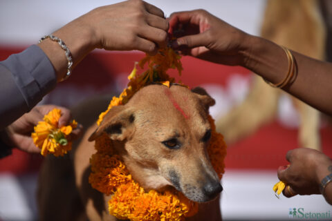 आज कुकुर तिहार पर्व मनाइँदै