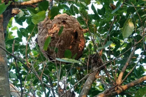 बझाङमा अरिंगालले चिलेर एकै परिवारका दिदी–भाइको मृत्यु : आमा , हजुरआमा र दिदि घाइते