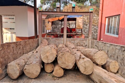 दिउँसै सामुदायिक वनमा सल्लोको रुख कटानी : गोरखाबाट समातिए ट्याक्टर चालक सहित दुई जना