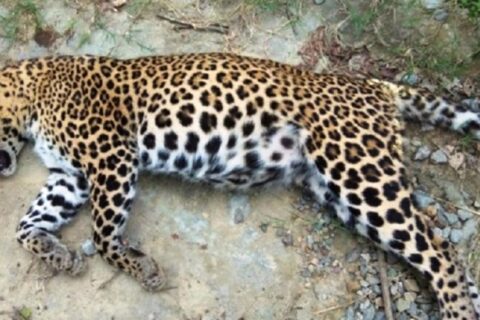 गोरखामा दुईवटा चितुवा बारीमा मृत भेटिए
