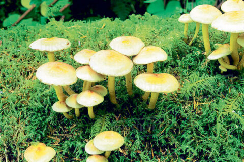 जङ्गली च्याउ खाएका रोल्पाका बृद्ध दम्पत्तिको एकदिनका अन्तरालमा दाङमा मृत्यु