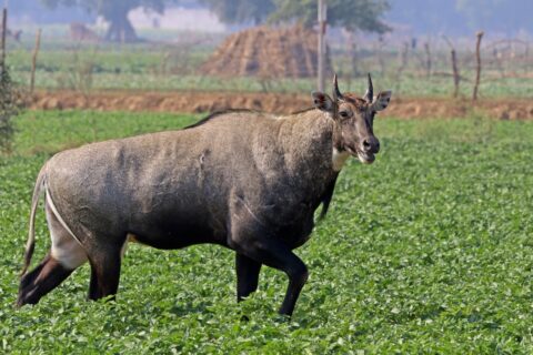 चितवनमा निलगाईको आक्रमणबाट निउरो टिप्न गएकी एक महिलाको मृत्यु