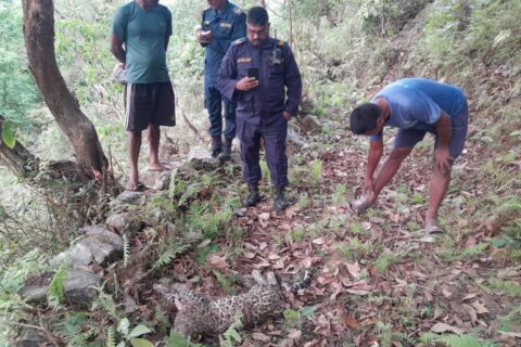 गोरखाको सामुदायिक वनमा चितुवा मृत भेटियो