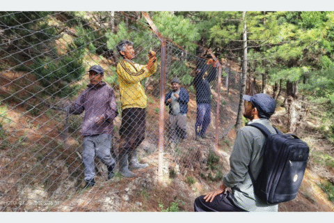 हिमाली भालुले साइरनलाई टेरेन : रोक्न लगाइएको तारजालीबाटै उक्लिएर अन्नबाली सखाप पारेपछि गाउँलेको रात्रीकालीन गस्ती शुरु