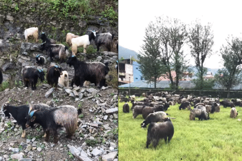 दशैंका लागि पोखरा आइपुगे हिमाली क्षेत्रका भेडा च्याङ्ग्रा