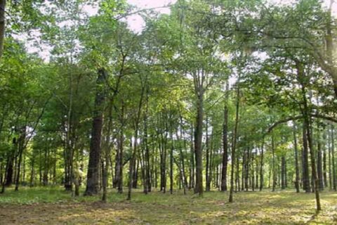 सूर्यबहादुर थापा देवघाटको जङ्गलमा मृत भेटिए