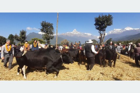 पोखरामा दाइँ महोत्सब सकियो