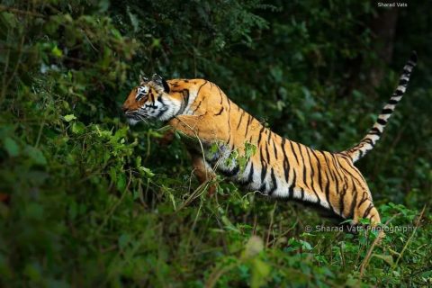 बाघको आक्रमणबाट बाँकेमा एक वृद्धको मृत्यु