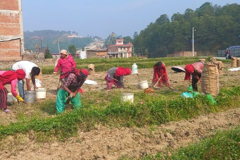 आलुको मूल्य नपाउँदा काभ्रेका किसान चिन्तित