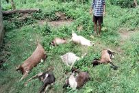 मोरङको धार्मिक बनमा स्थानीयका आठ वटा खसी मृत भेटिए : बिषालु खानेकुरा राखेर मारिएको आशंका