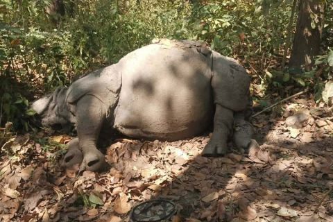 चितवन राष्ट्रिय निकुञ्जमा सेनाले गोली हानेर माउ गैंडा मार्यो : एक सैनिक घाइते