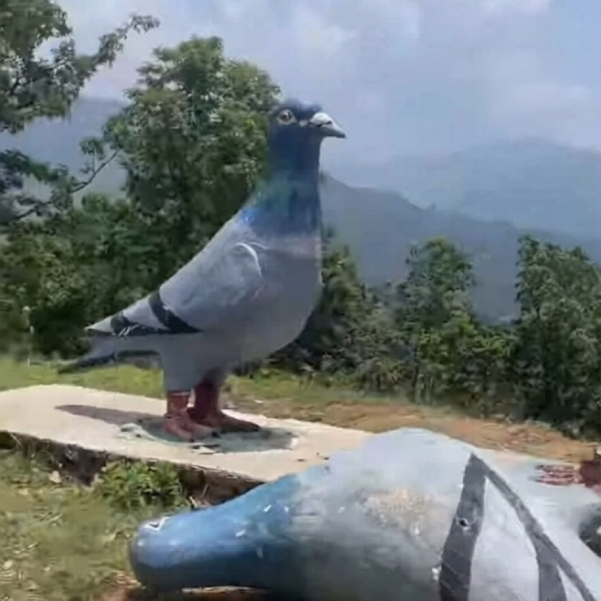 कसले फोडयो लमजुङको परेवा डाँडास्थित जोडी परेवाको शालिक ?