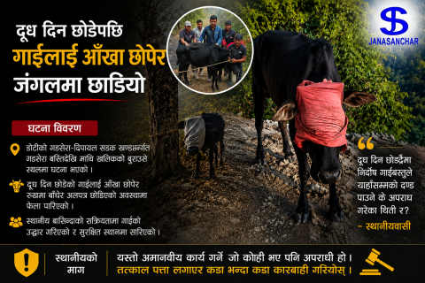 आँखा छोपेर डोटीको जंगलमा छाडिएको गाईको स्थानीयहरुद्वारा उद्धार