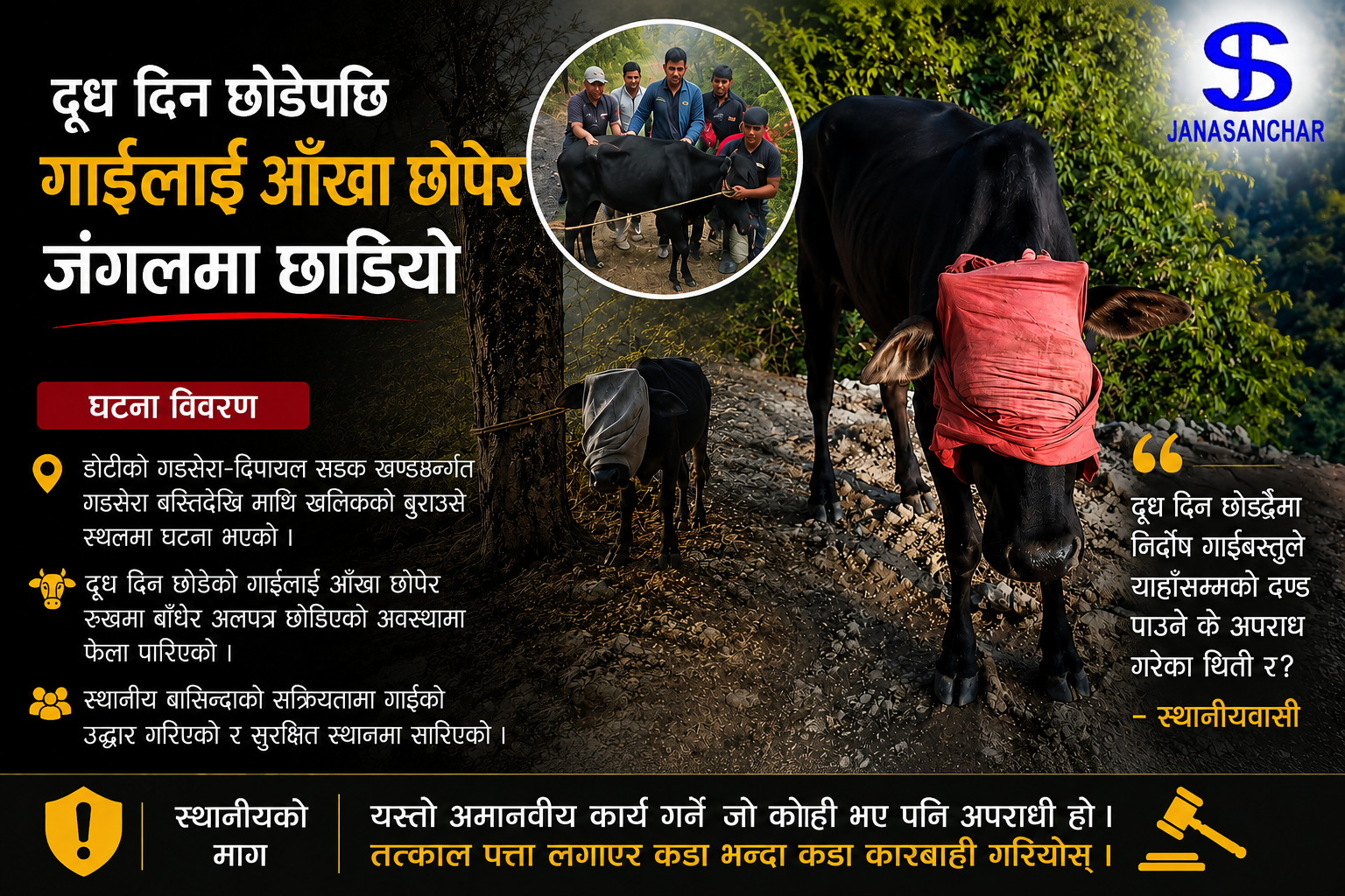 आँखा छोपेर डोटीको जंगलमा छाडिएको गाईको स्थानीयहरुद्वारा उद्धार