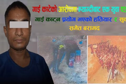 गाई काटेको आरोपमा म्याग्दीबाट एक युवक पक्राउ : गाई काट्न प्रयोग भएको हतियार र सुकुटी समेत बरामद