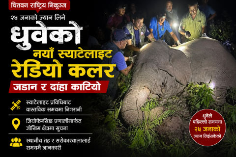 जङ्गली हात्ती ‘ध्रुवे’को दाह्रा काटियाेः स्याटेलाइट प्रविधिमा आधारित नयाँ रेडियो कलर जडान गरेर जङ्गलमै छाडियाे