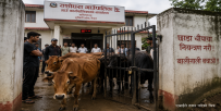 छाडा चौपाया नियन्त्रणमा बेवास्ता गरेको भन्दै युवाले गाउँपालिका कार्यालयमै गाईगोरु थुने