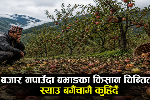 बजार नपाउँदा बझाङका किसान चिन्तित : स्याउ बगैँचामै कुहिँदै