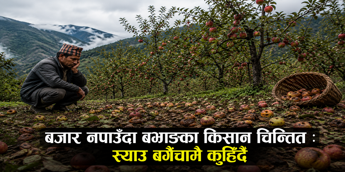 बजार नपाउँदा बझाङका किसान चिन्तित : स्याउ बगैँचामै कुहिँदै
