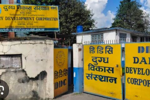दुग्ध विकास संस्थानमा १२ करोडभन्दा बढी अनियमितता गरेको आरोपमा तत्कालीन महाप्रबन्धकसहित आठ जना पक्राउ