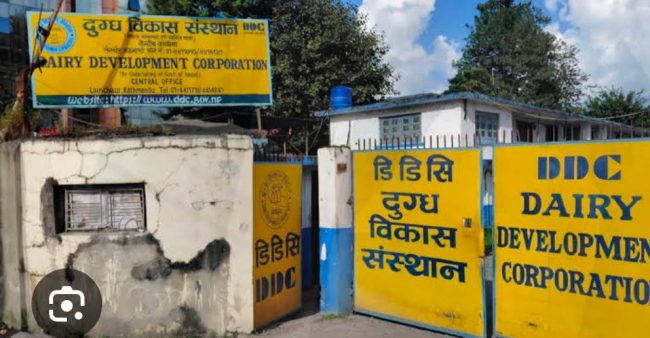 दुग्ध विकास संस्थानमा १२ करोडभन्दा बढी अनियमितता गरेको आरोपमा तत्कालीन महाप्रबन्धकसहित आठ जना पक्राउ